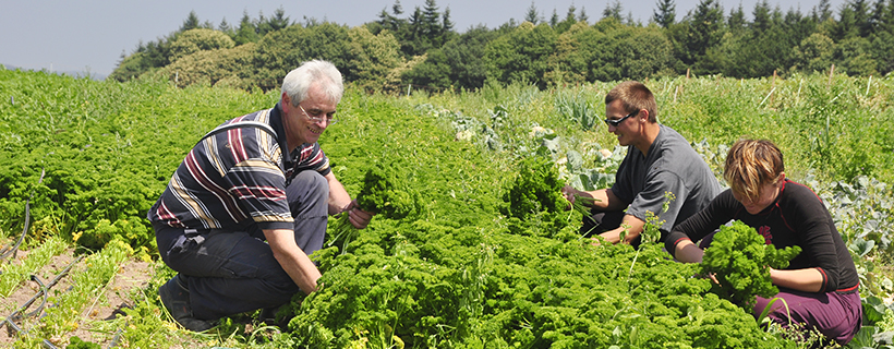 Frisches Obst und Gemüse – direkt vom Erzeuger zum Verbraucher